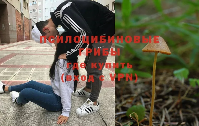 где можно купить   Змеиногорск  Псилоцибиновые грибы Psilocybe 